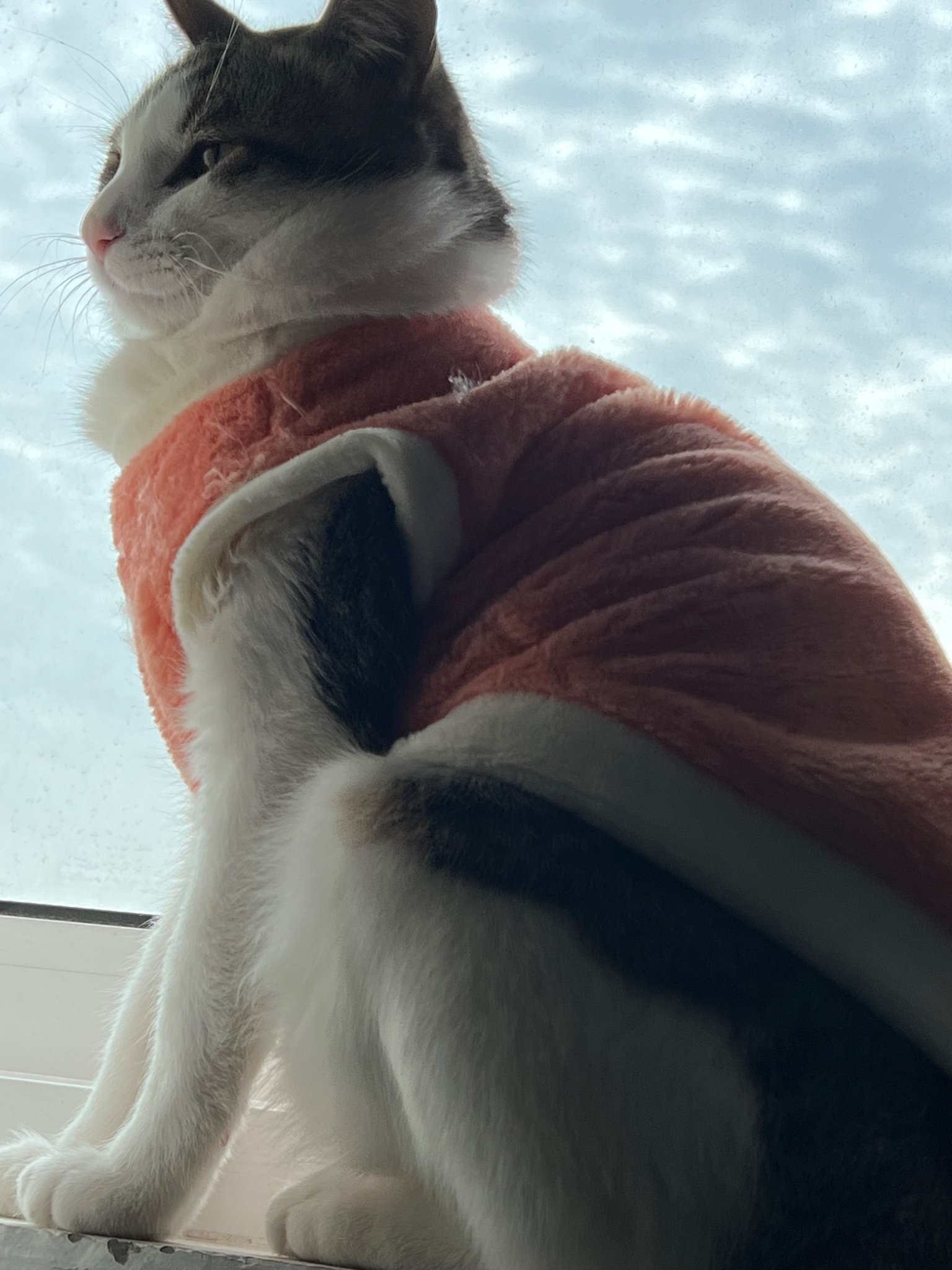 迁移完毕，放猫片