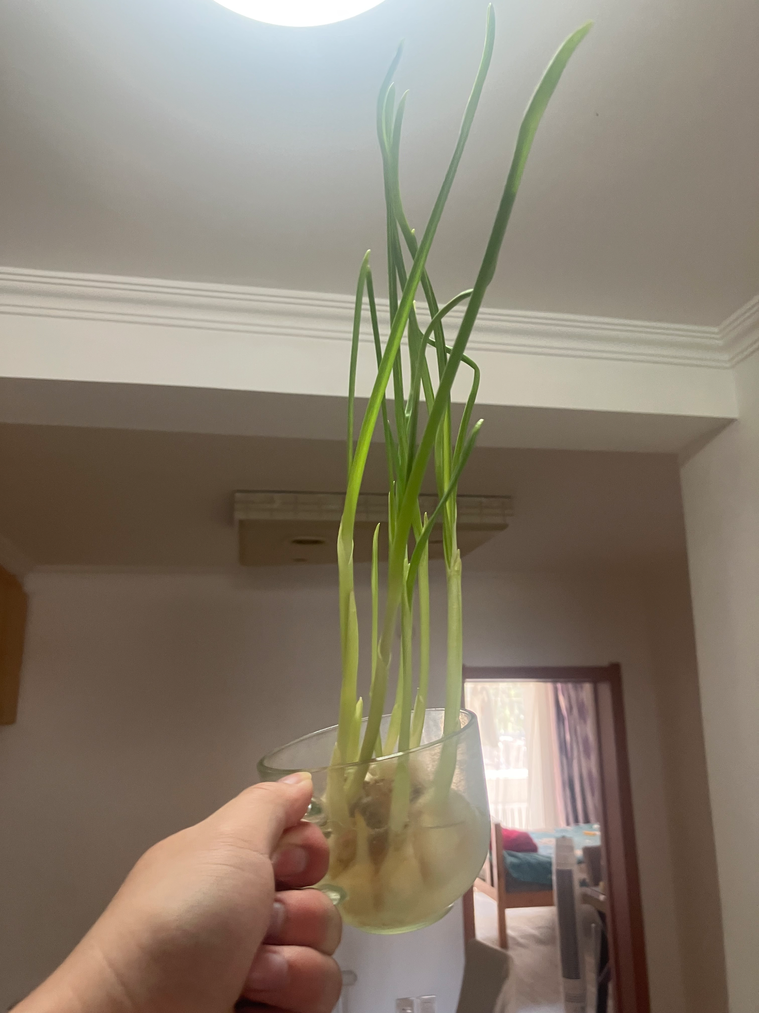 无土栽培项目寻求投资
