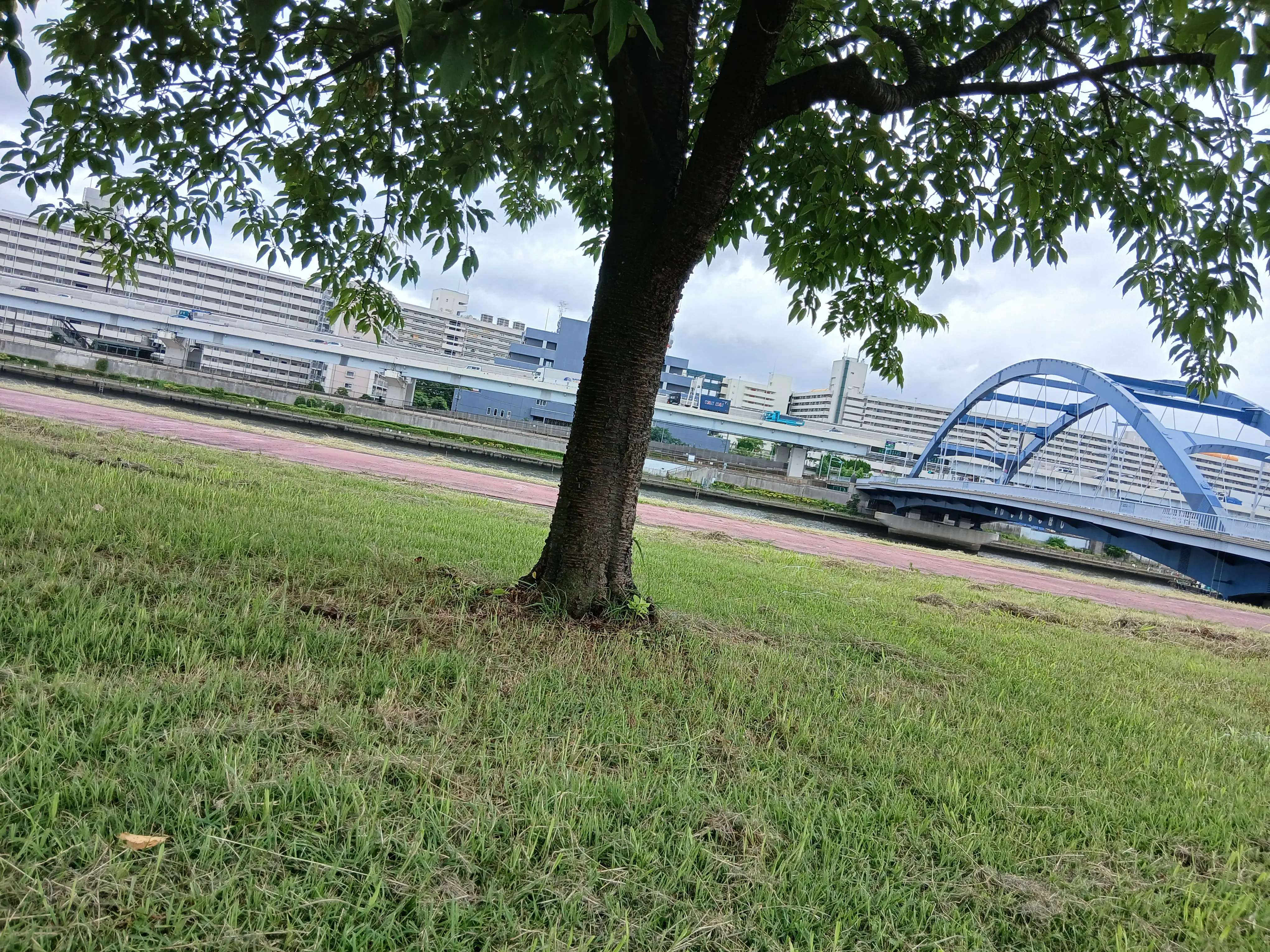 宫下玲奈靠过的原味树皮，有坛友要代购吗？